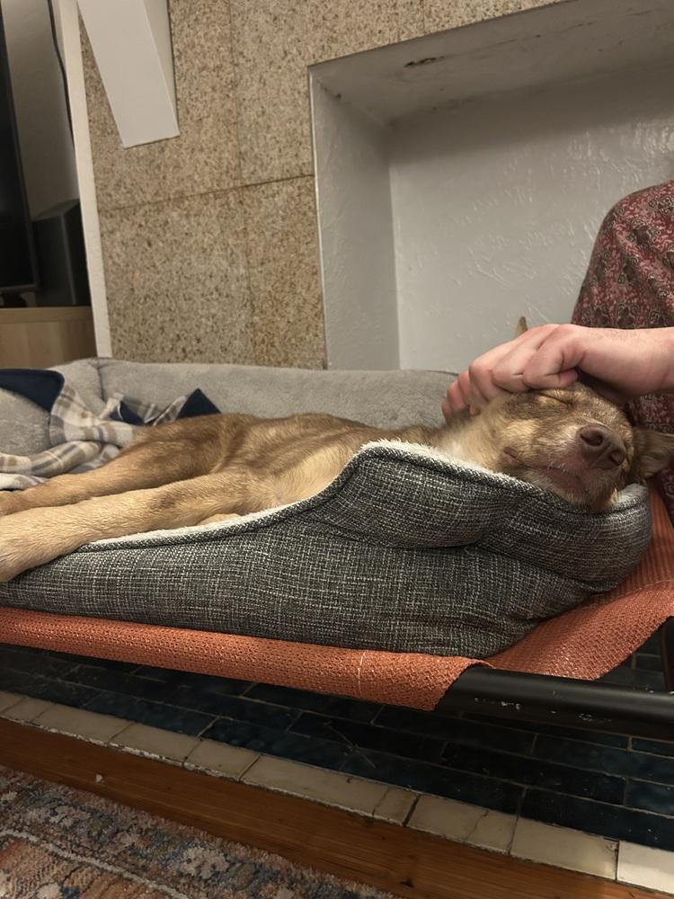 Enlarge Spudz, a Adoptable mixed breed in Denver, CO image 5/6