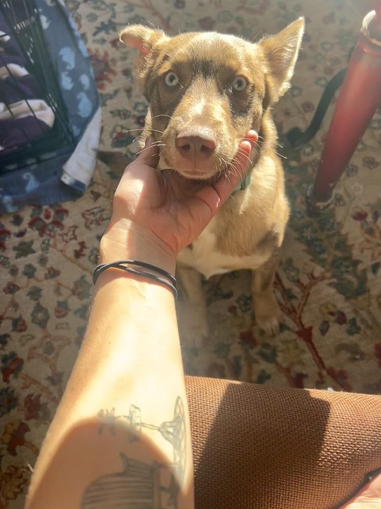 Enlarge Spudz, a Adoptable mixed breed in Denver, CO image 6/6