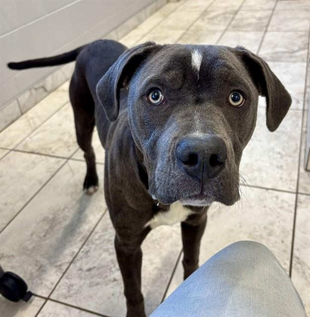 CHUBS, Adoptable, Young Male Pit Bull Terrier.