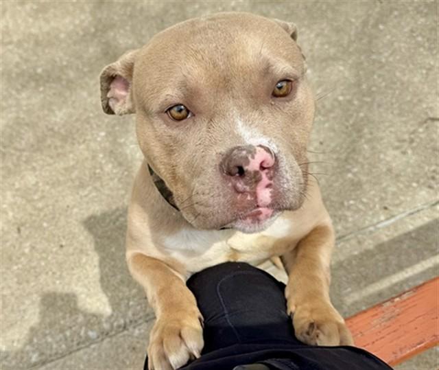MARQUISE, Adoptable, Young Male Pit Bull Terrier.
