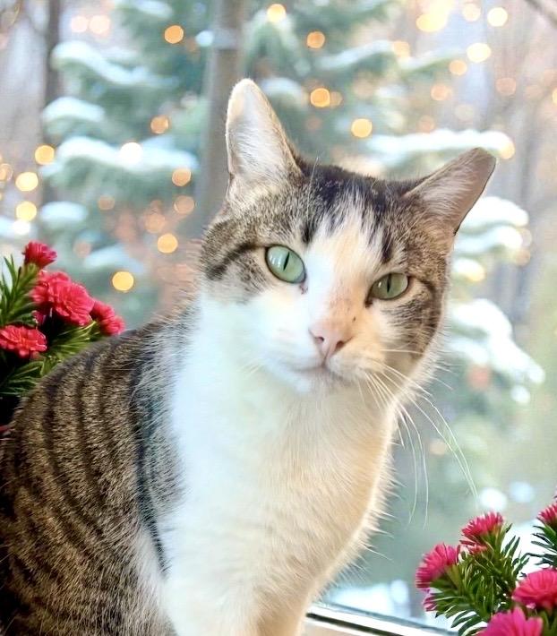 Terri, ADOPTABLE, Adult Female Tabby.