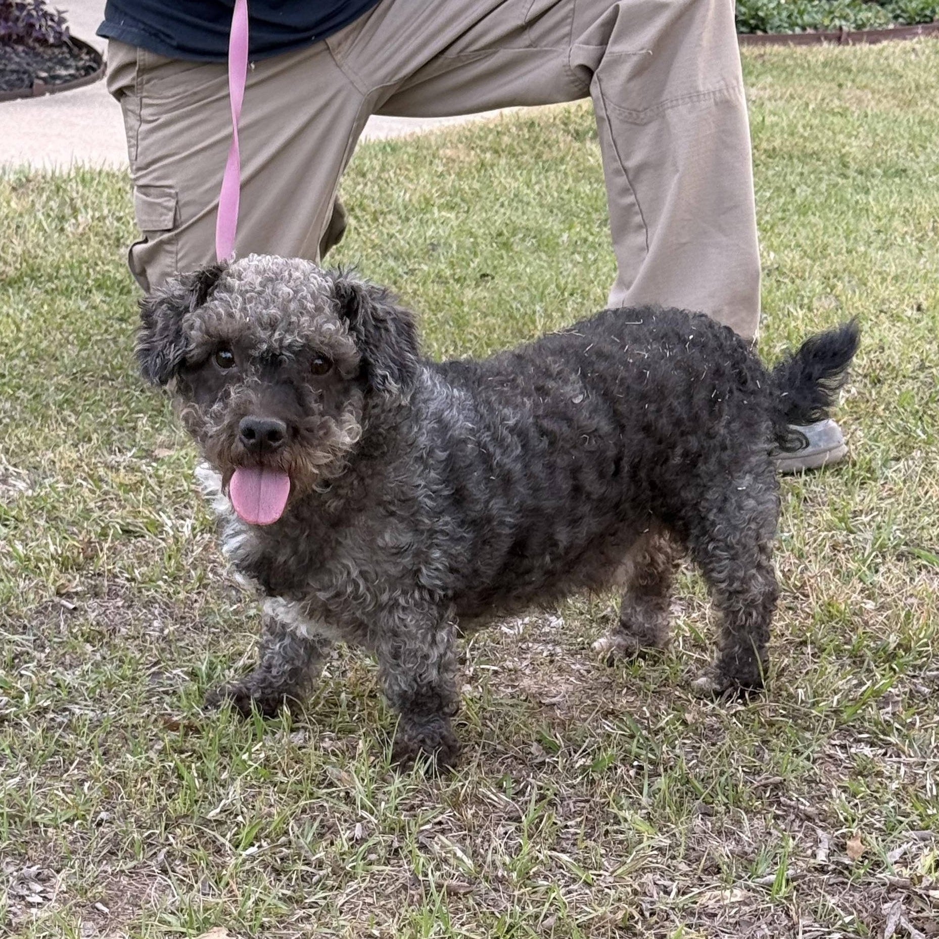Mickey Doodle, ADOPTABLE, Adult Male Poodle (Toy) & Dachshund.