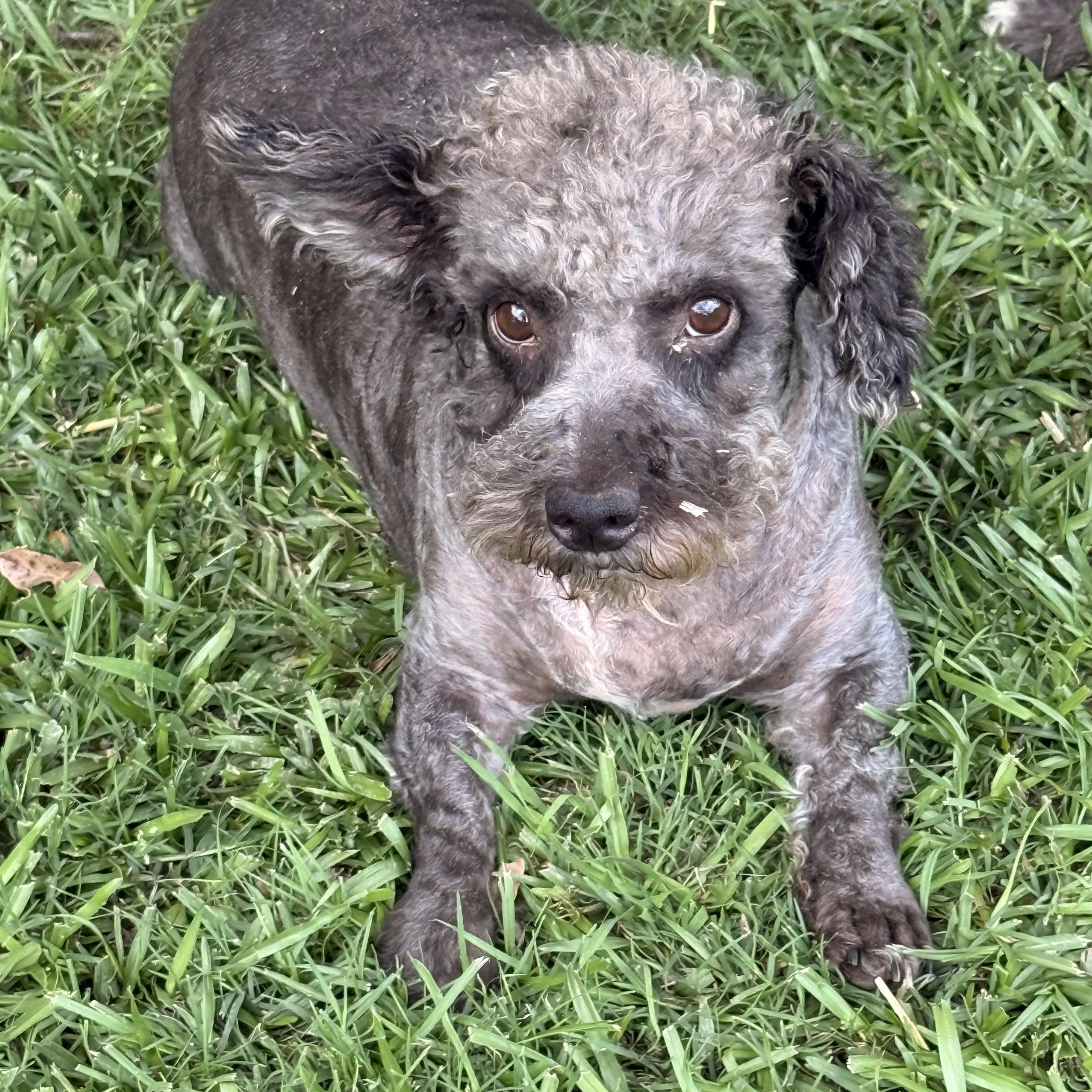 Enlarge Mickey Doodle, a ADOPTABLE mixed breed in Texarkana, TX image 5/6