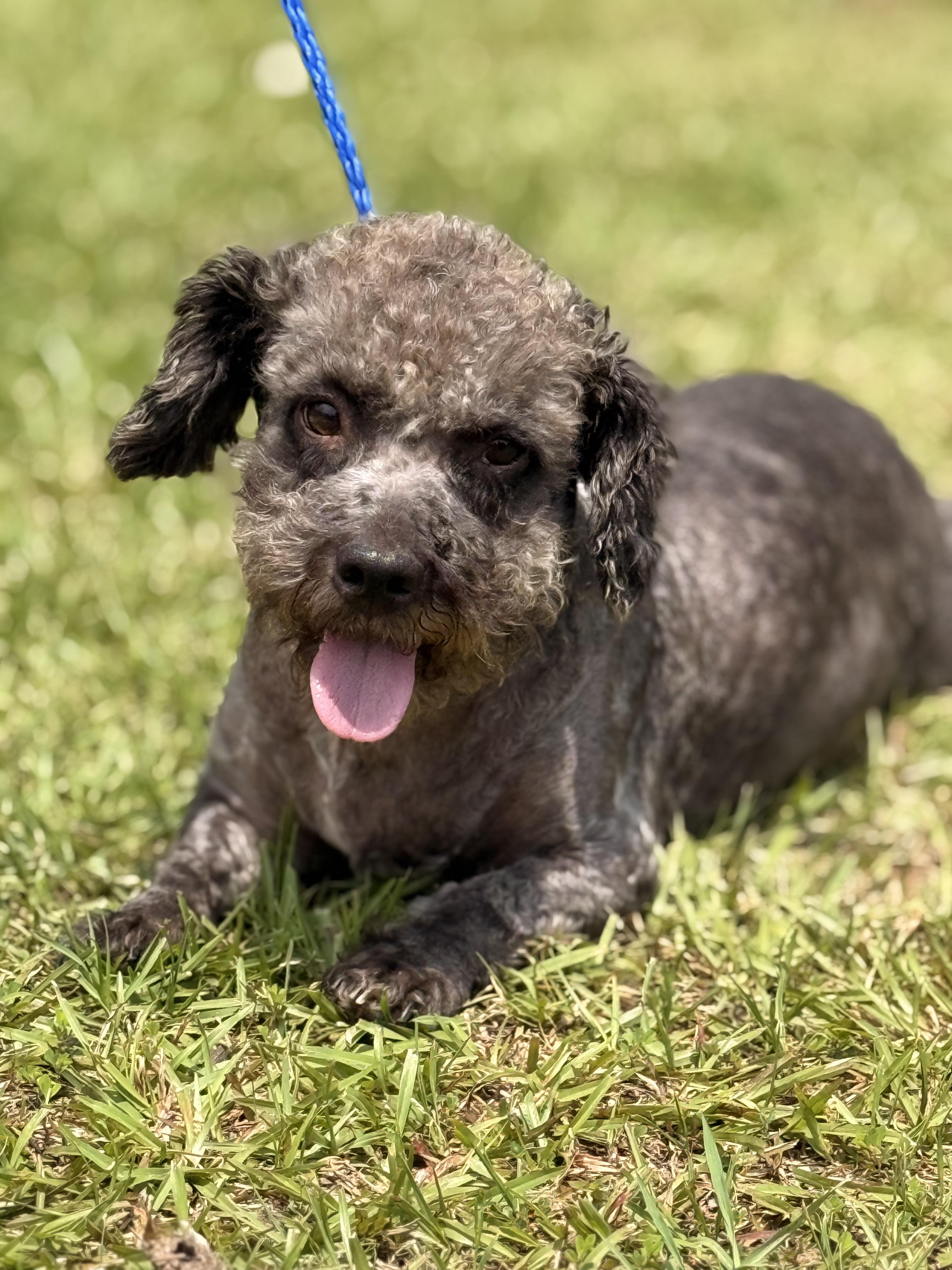 Enlarge Mickey Doodle, a ADOPTABLE mixed breed in Texarkana, TX image 4/6