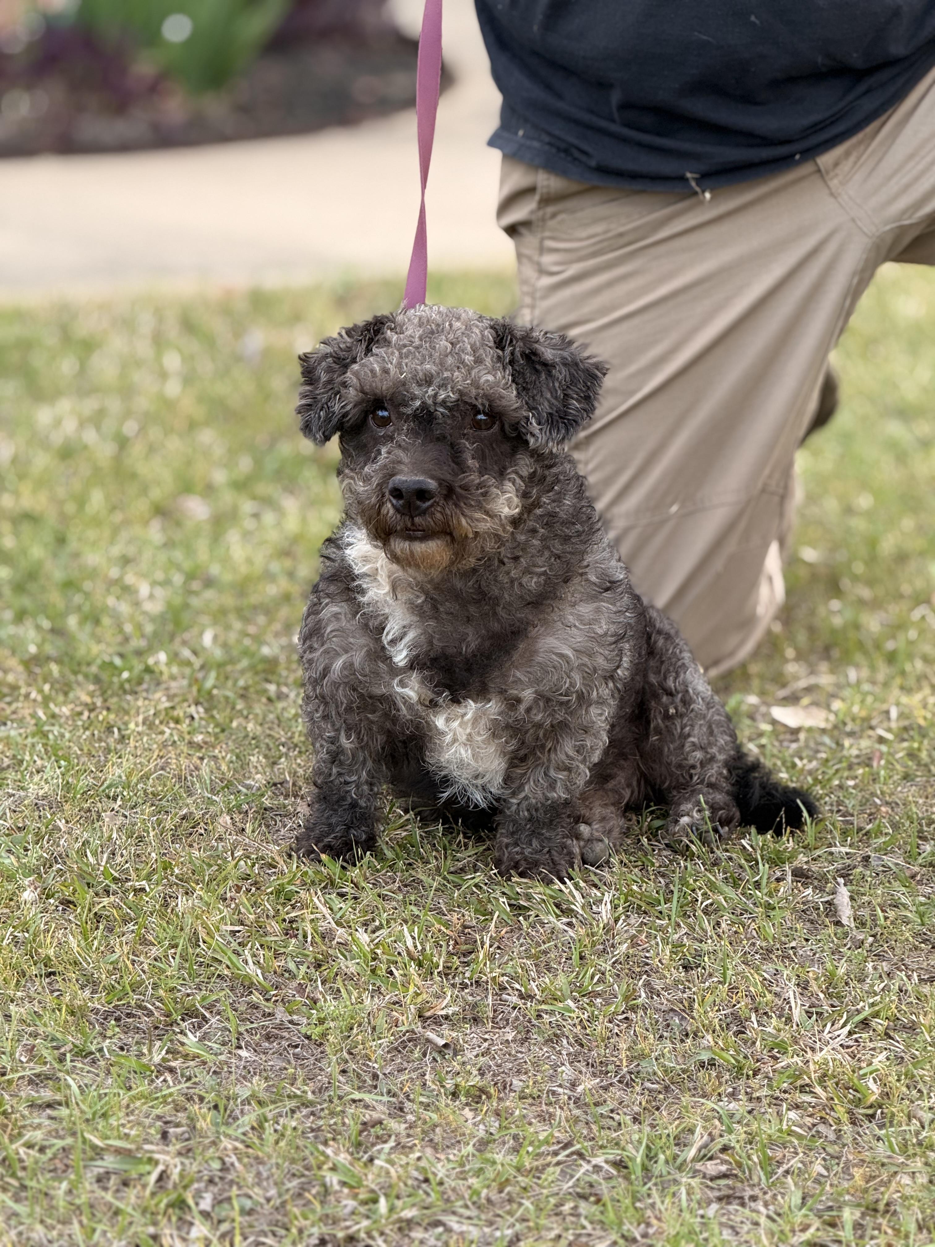 Mickey Doodle, a ADOPTABLE mixed breed in Texarkana, TX image 4/6