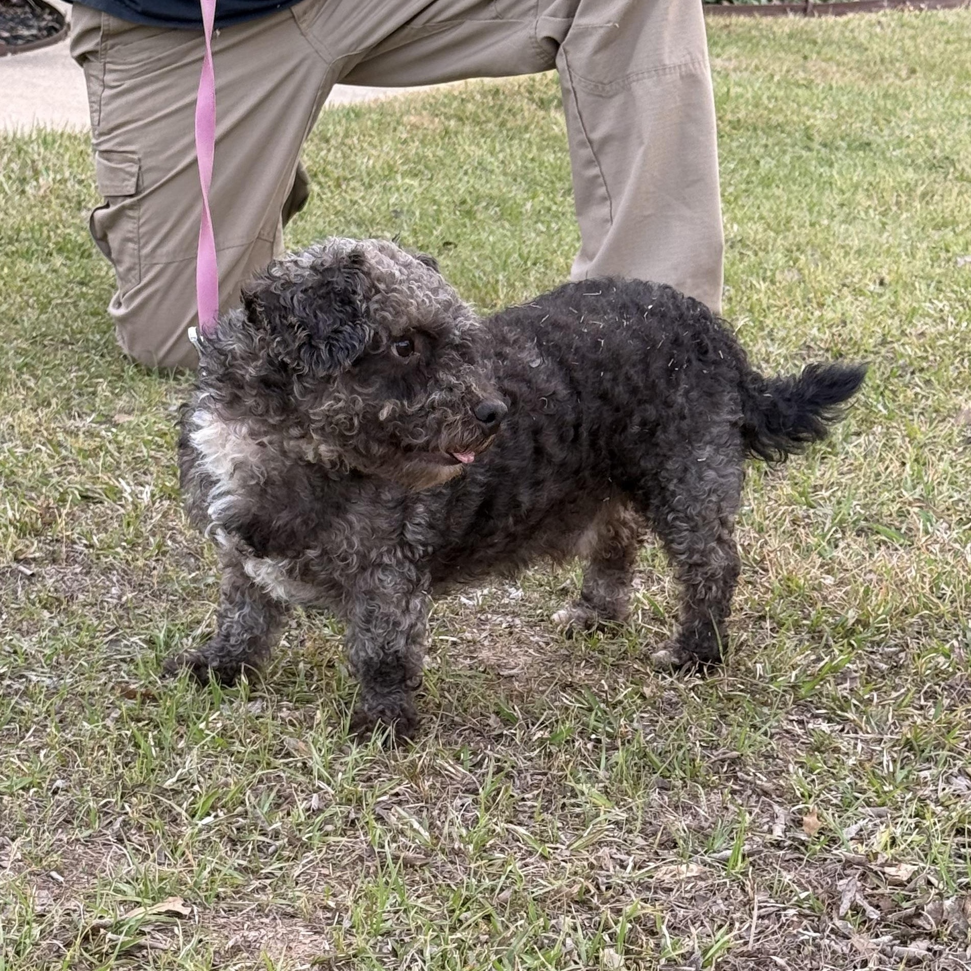 Mickey Doodle, a ADOPTABLE mixed breed in Texarkana, TX image 6/6