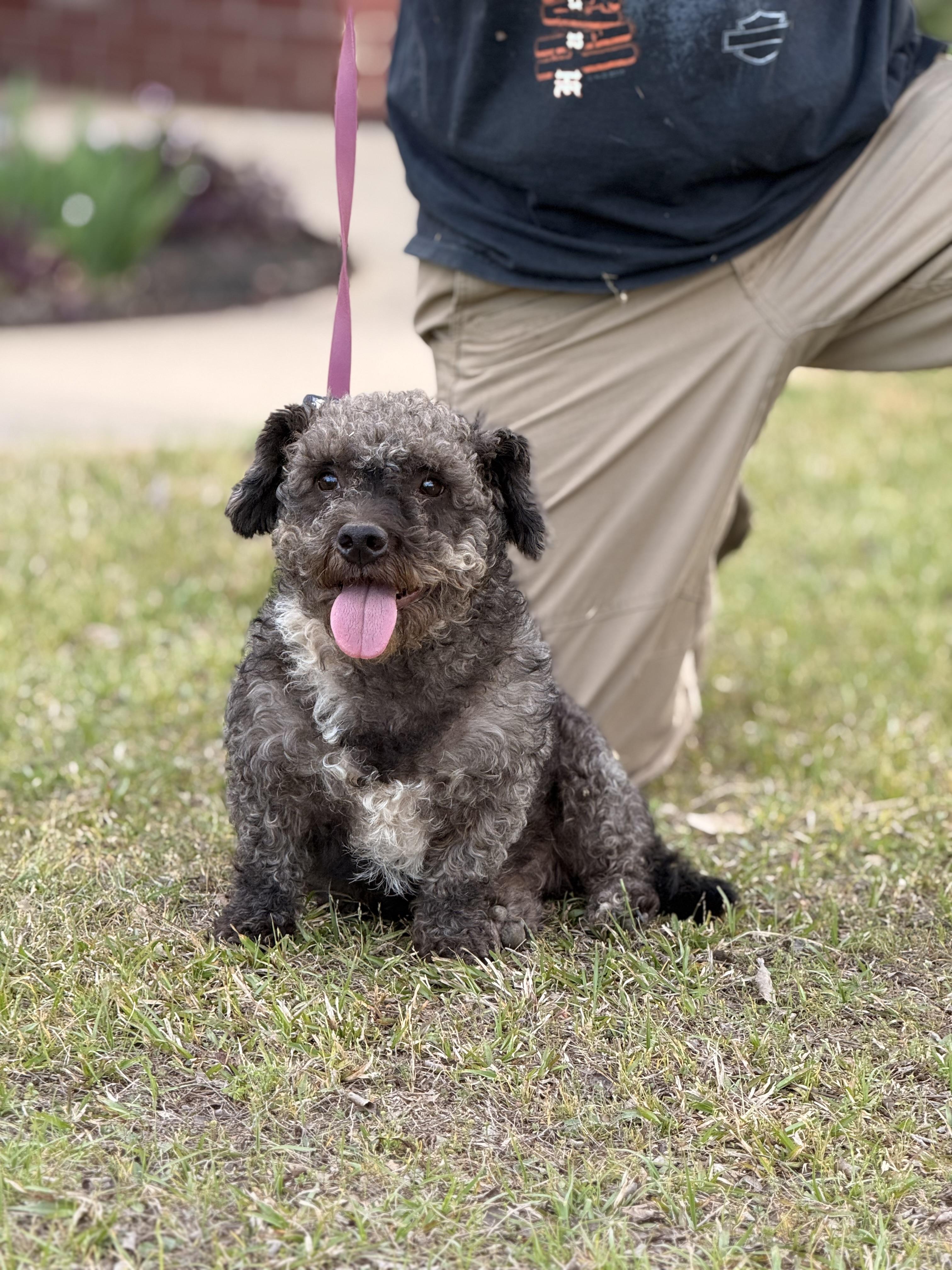 Mickey Doodle, a ADOPTABLE mixed breed in Texarkana, TX image 1/6
