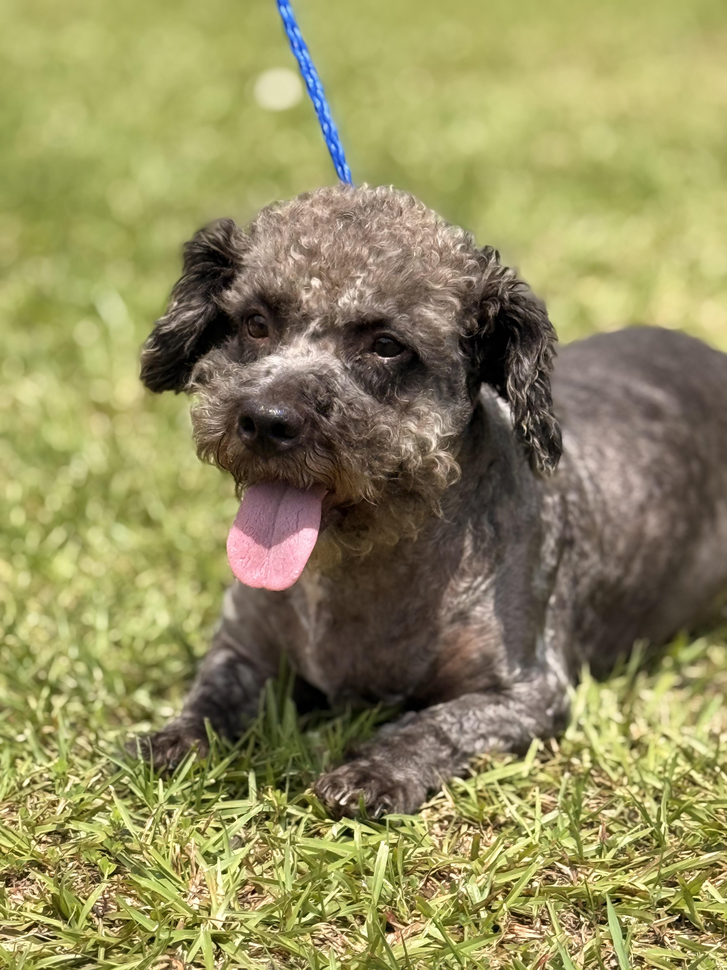 Enlarge Mickey Doodle, a ADOPTABLE mixed breed in Texarkana, TX image 6/6