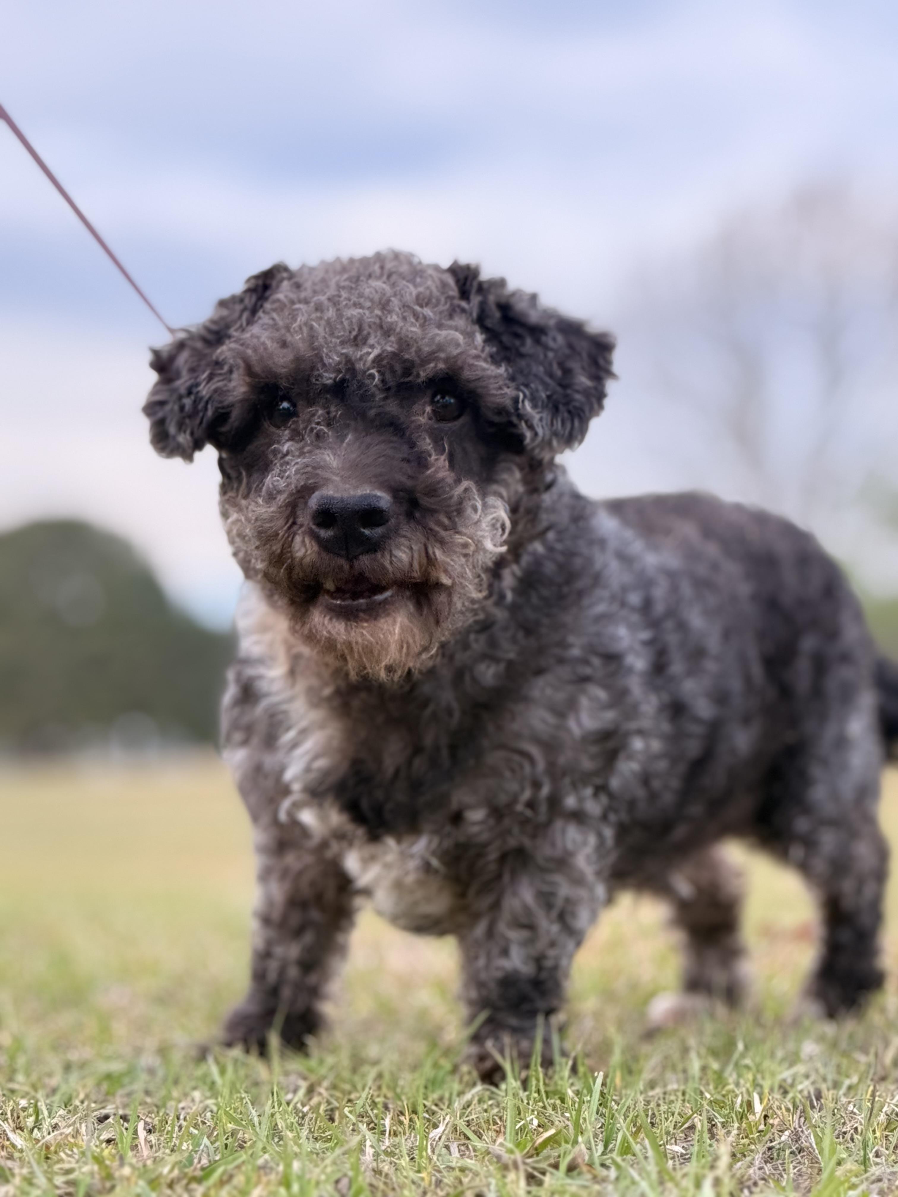Mickey Doodle, a ADOPTABLE mixed breed in Texarkana, TX image 3/6