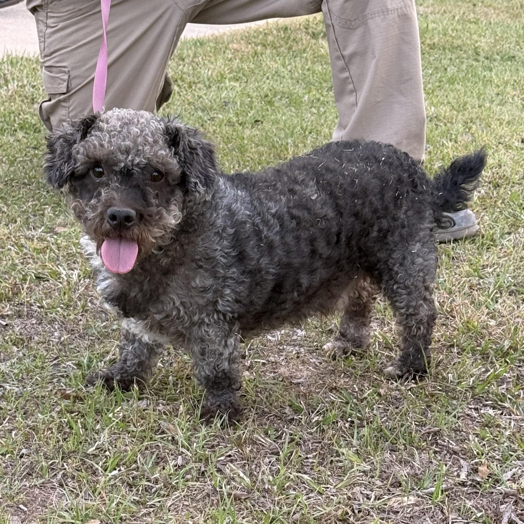 Mickey Doodle, a ADOPTABLE mixed breed in Texarkana, TX image 5/6