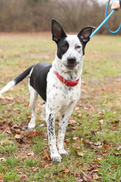 Carl, Adoptable, Puppy Male Cattle Dog & Mixed Breed.