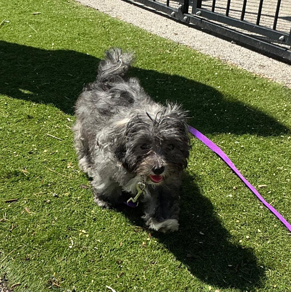 Enlarge Giddy $650, a Adoptable mixed breed in Milwaukee, WI image 2/2