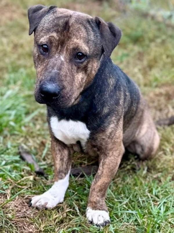 Ralphy, Adoptable, Young Male Shar-Pei & Basset Hound.