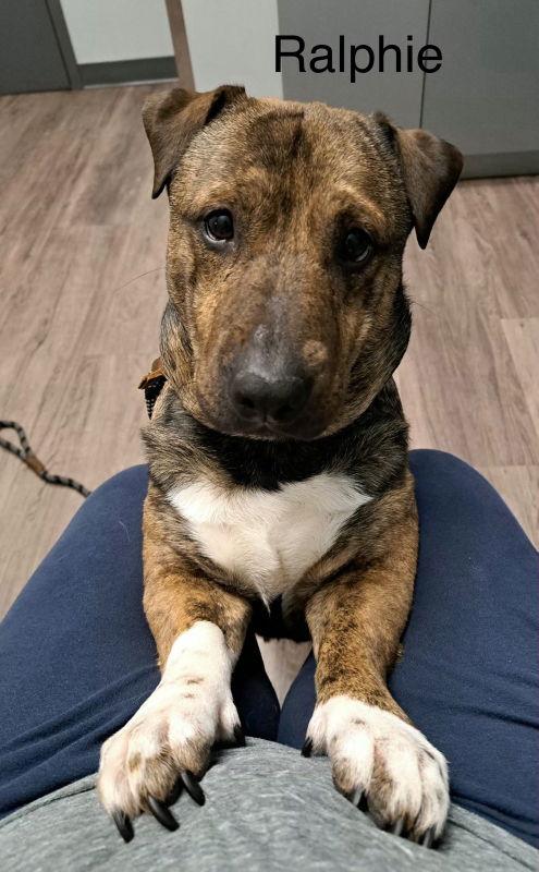 Ralphy, a Adoptable mixed breed in East Derry, NH image 2/3