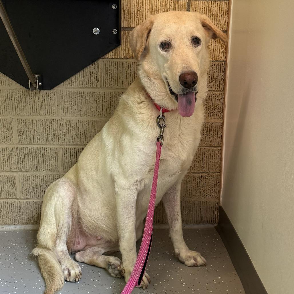 Betty, Adoptable, Senior Female Labrador Retriever & Golden Retriever.