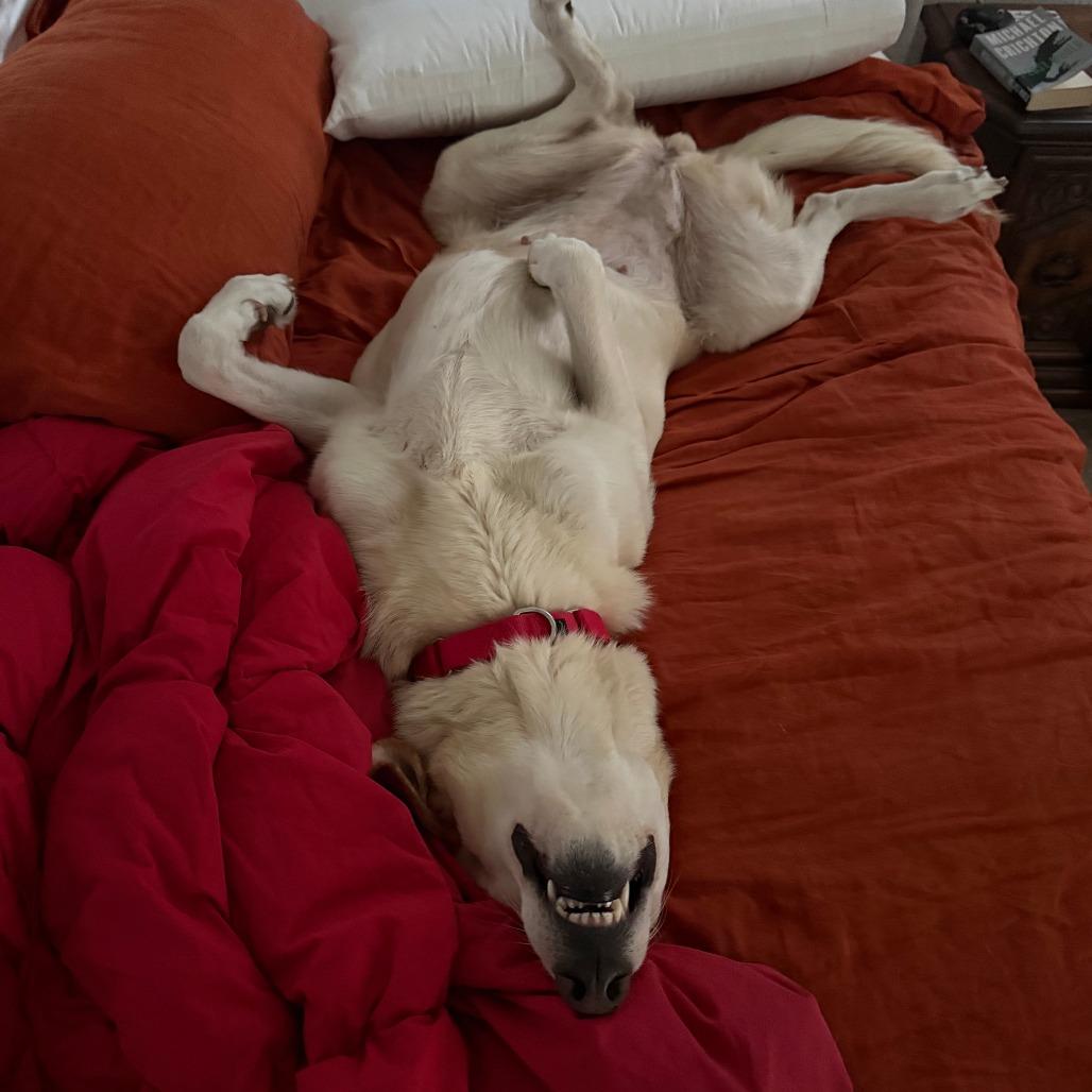 Enlarge Betty, a Adoptable mixed breed in Austin, TX image 2/5