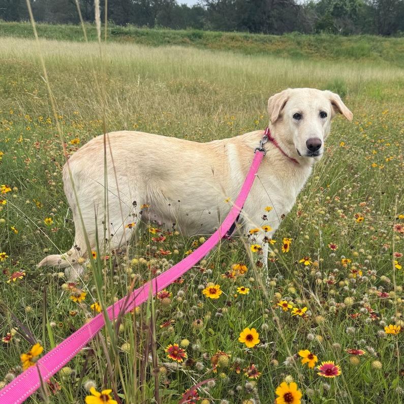 Enlarge Betty, a Adoptable mixed breed in Austin, TX image 3/5