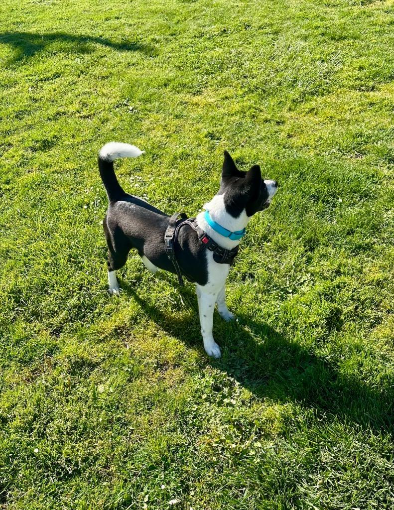 Enlarge Bailey - Sponsored by Amelia Root, a Adoptable mixed breed in Newberg, OR image 2/6