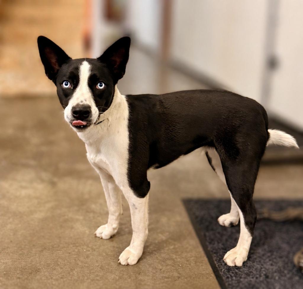 Enlarge Bailey - Sponsored by Amelia Root, a Adoptable mixed breed in Newberg, OR image 4/6