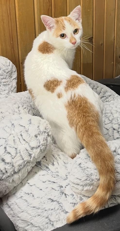 Enlarge Dorothy, a ADOPTABLE Domestic Short Hair in Elwood, IL image 2/6
