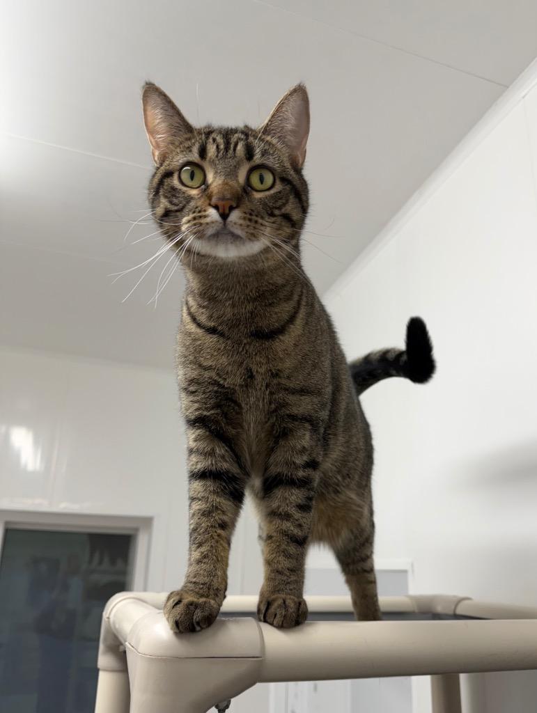 Enlarge Dakota, a Adoptable mixed breed in Glenfield, NY image 4/6