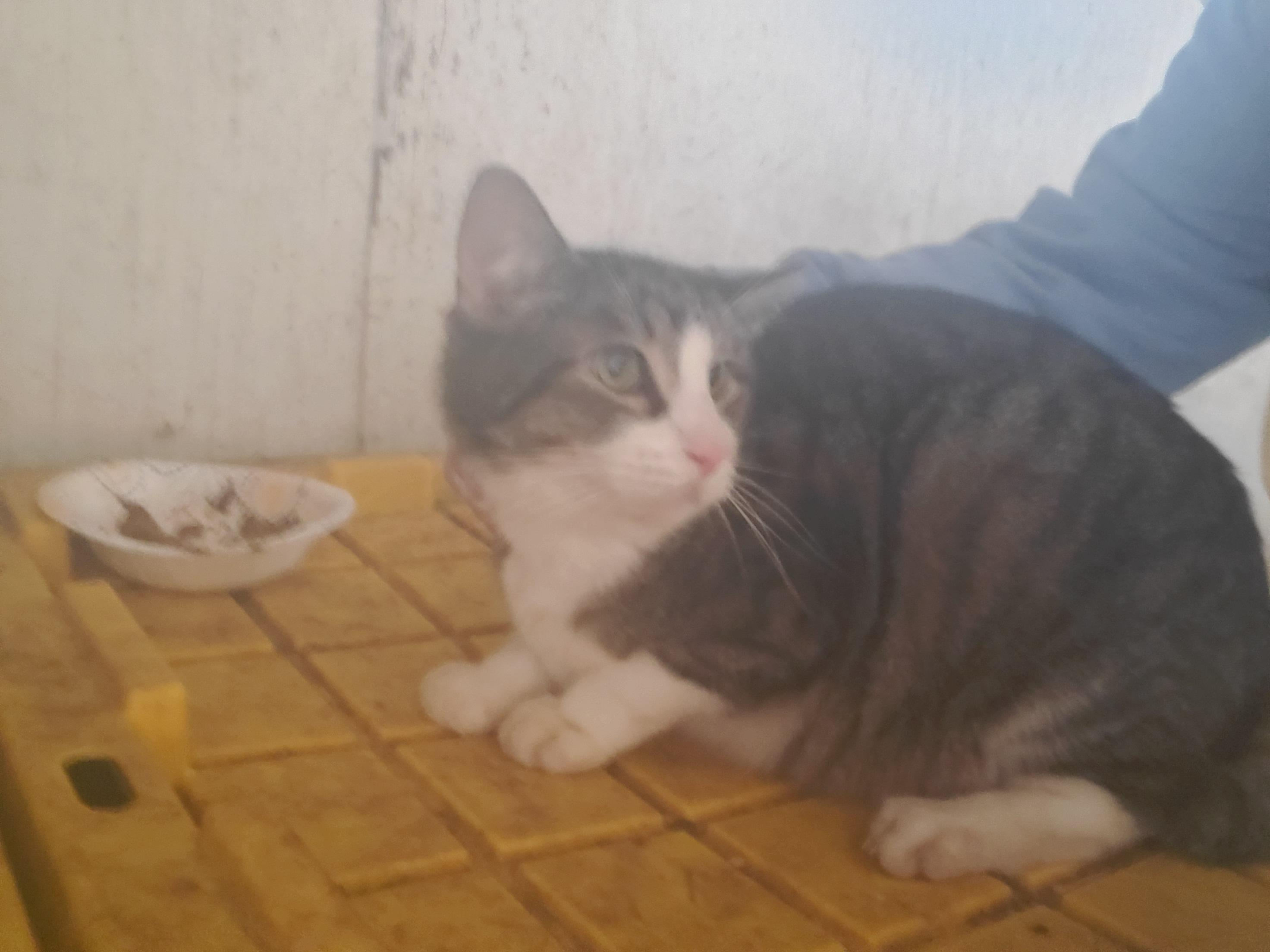 Bowinkle, Adopted, Adult Male Domestic Short Hair.