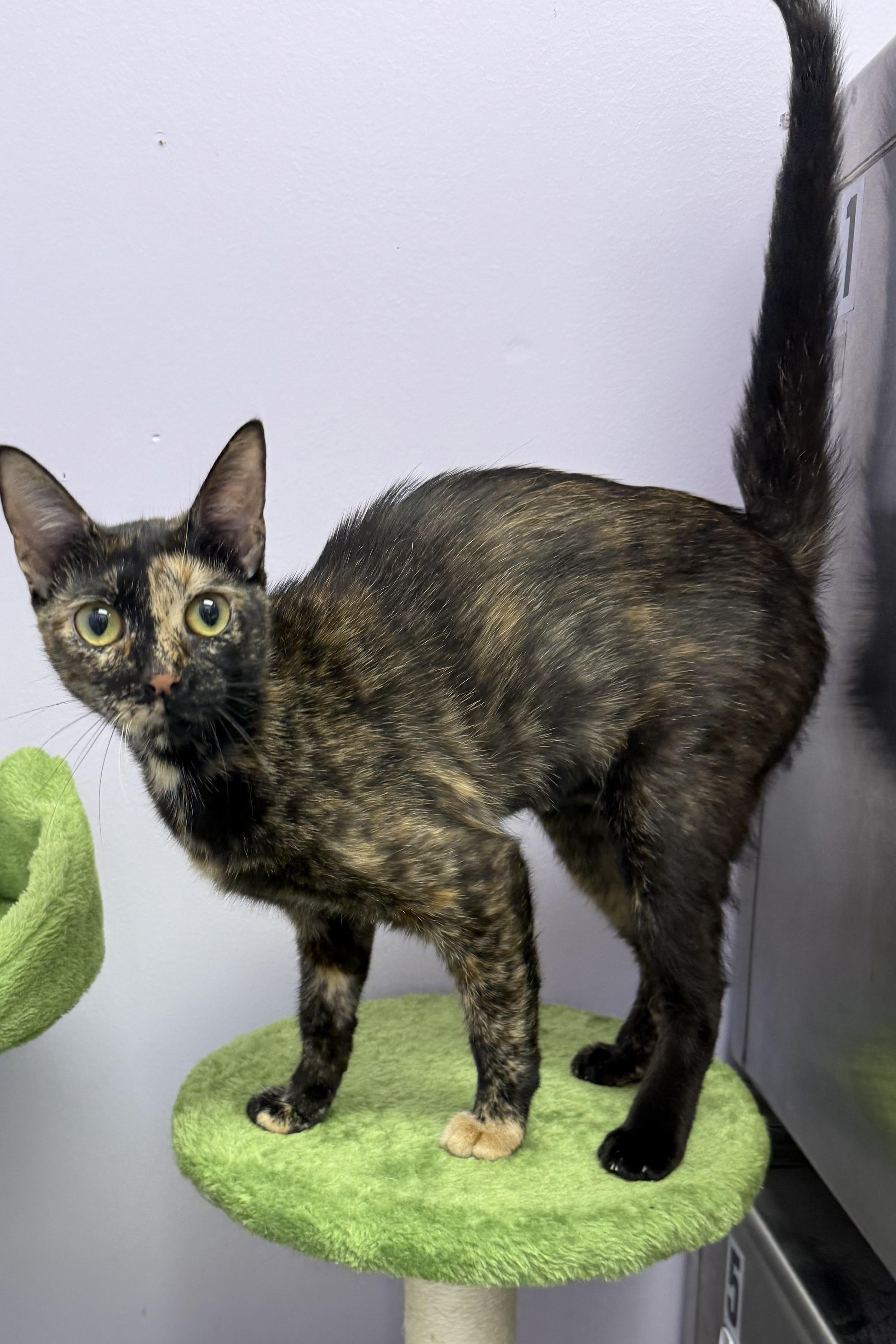 Ziva, Adoptable, Adult Female Domestic Short Hair.