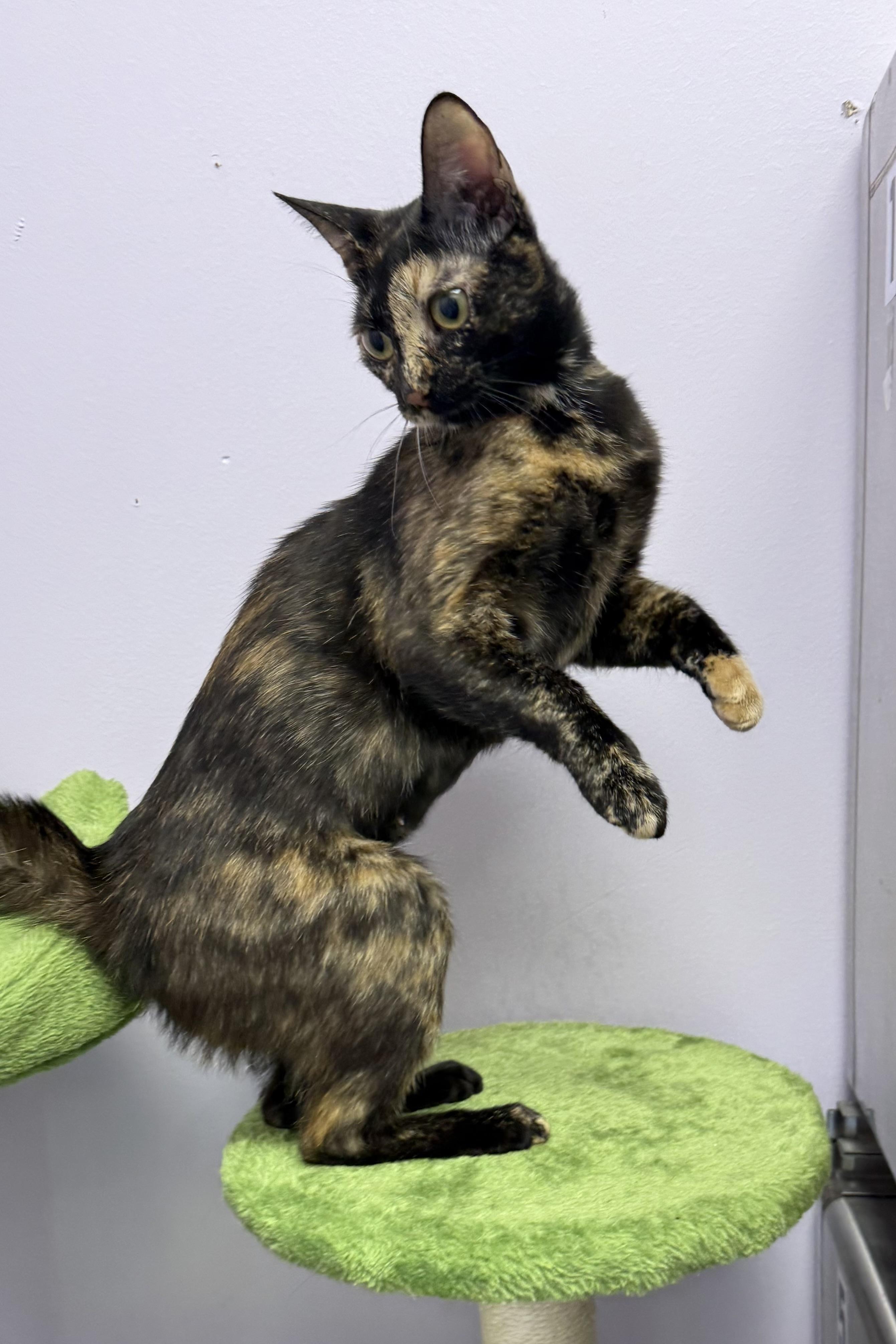 Ziva, a Adoptable Domestic Short Hair in Plant City, FL image 2/3