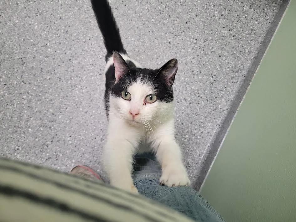 Enlarge Patty, an adopted Domestic Short Hair in Morris, MN image 1/2