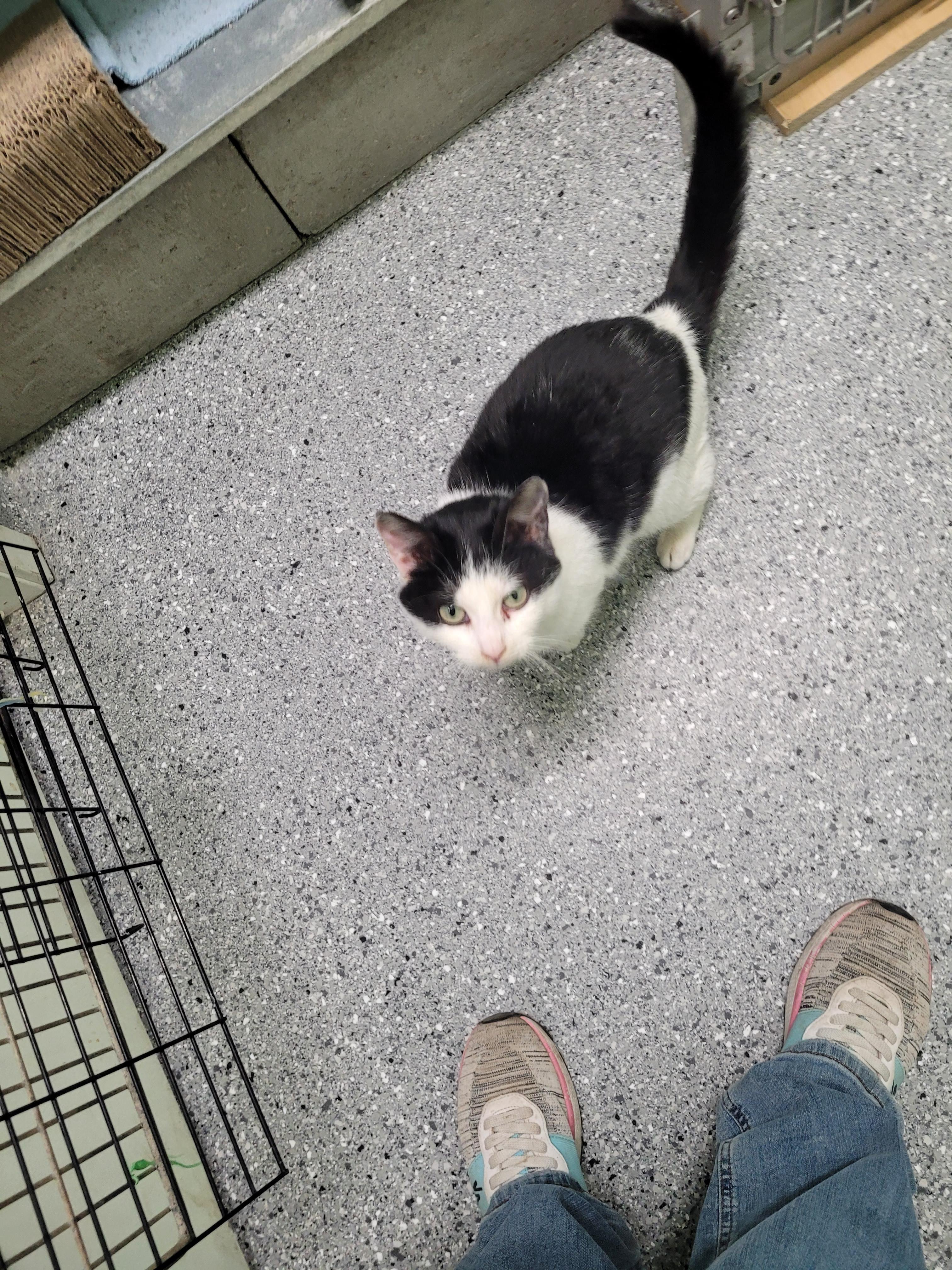 Enlarge Patty, an adopted Domestic Short Hair in Morris, MN image 2/2