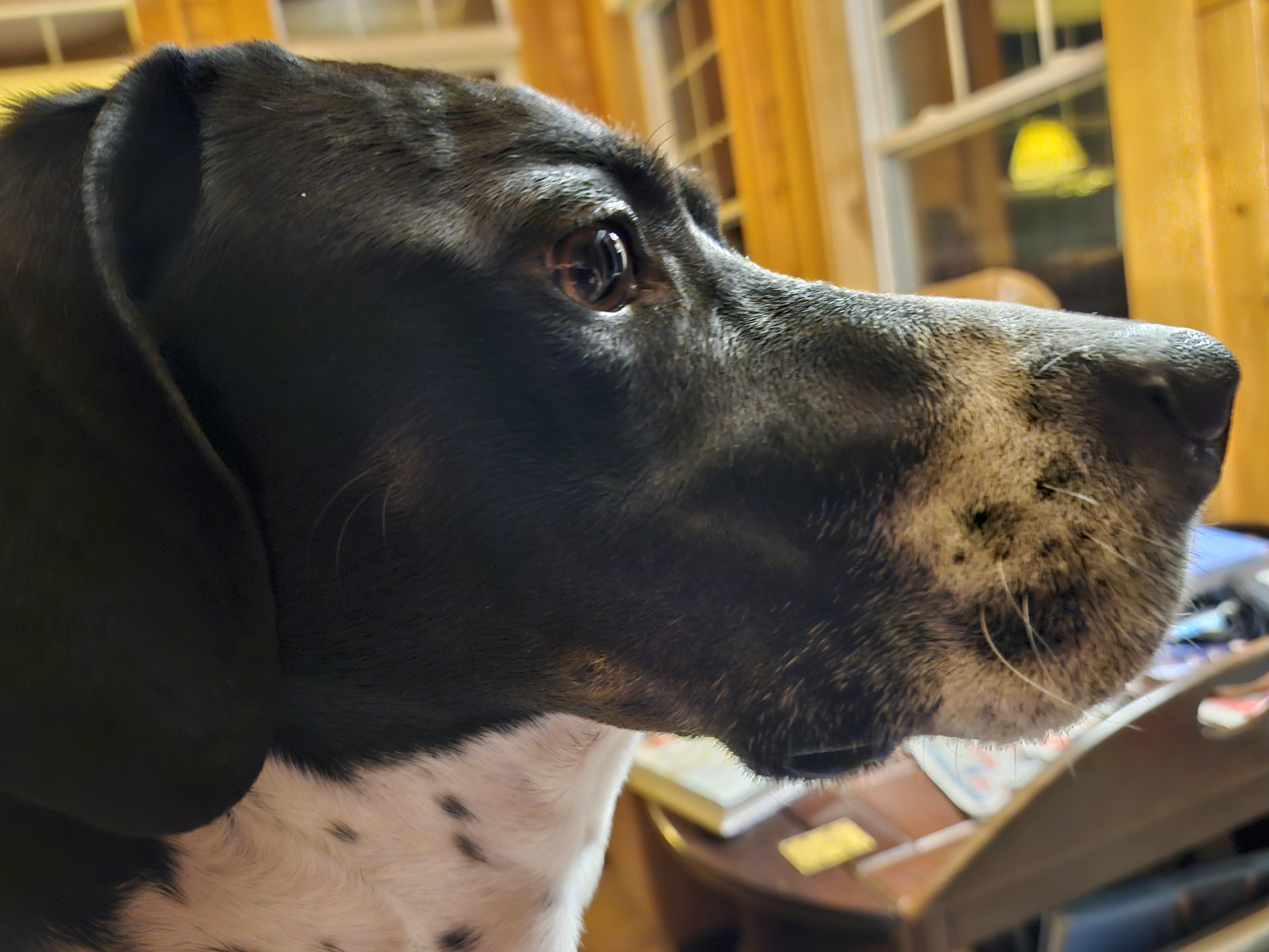 Jasmine - private adoption, a ADOPTABLE English Pointer in St Stephen, NB image 3/4