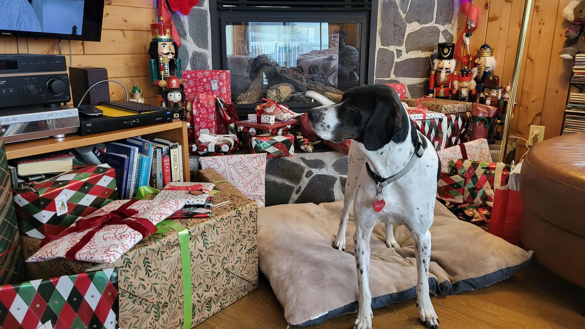 Jasmine - private adoption, a ADOPTABLE English Pointer in St Stephen, NB image 4/4