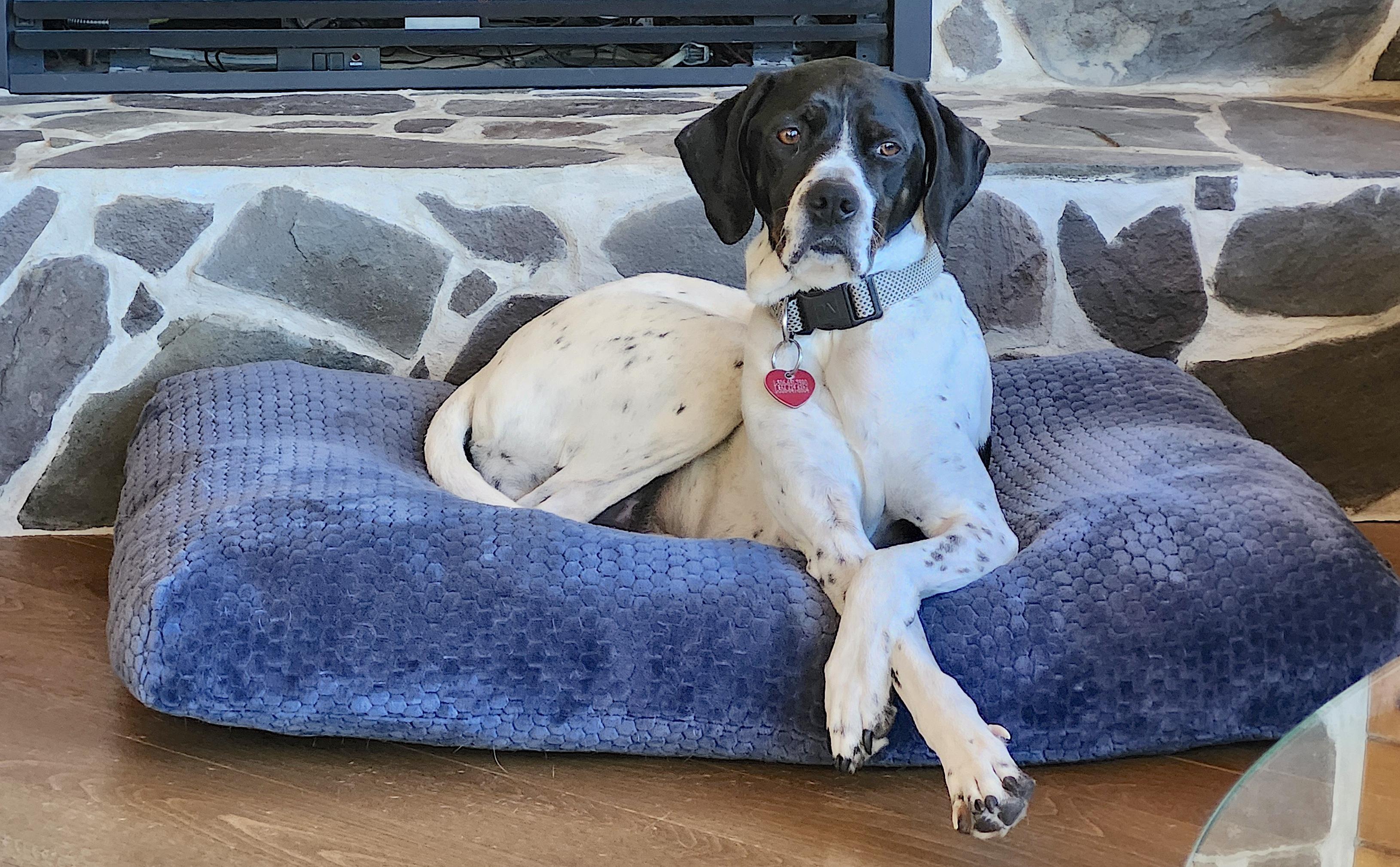 Jasmine - private adoption, ADOPTABLE, Adult Female English Pointer.