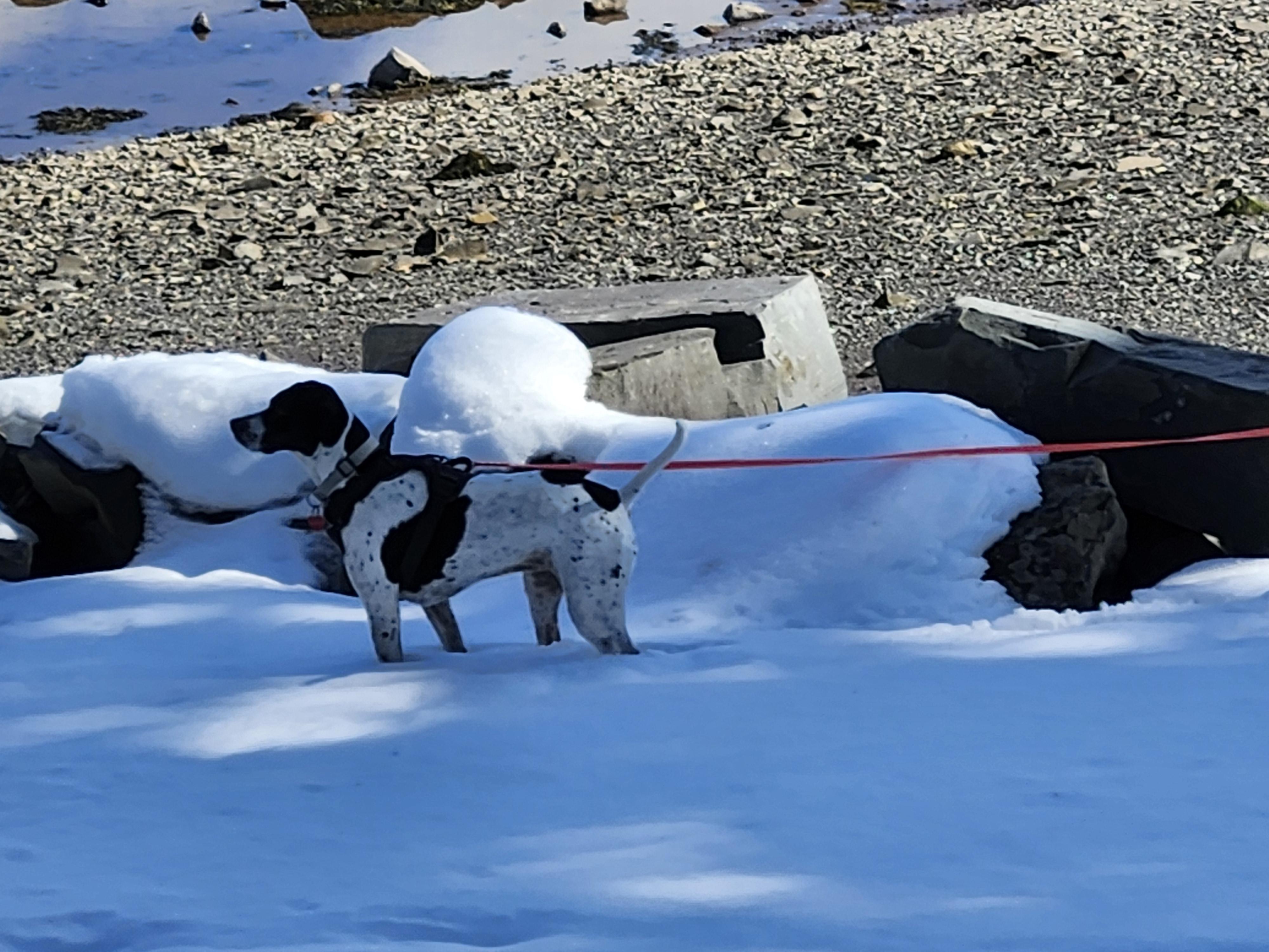 Jasmine - private adoption, a ADOPTABLE English Pointer in St Stephen, NB image 2/4