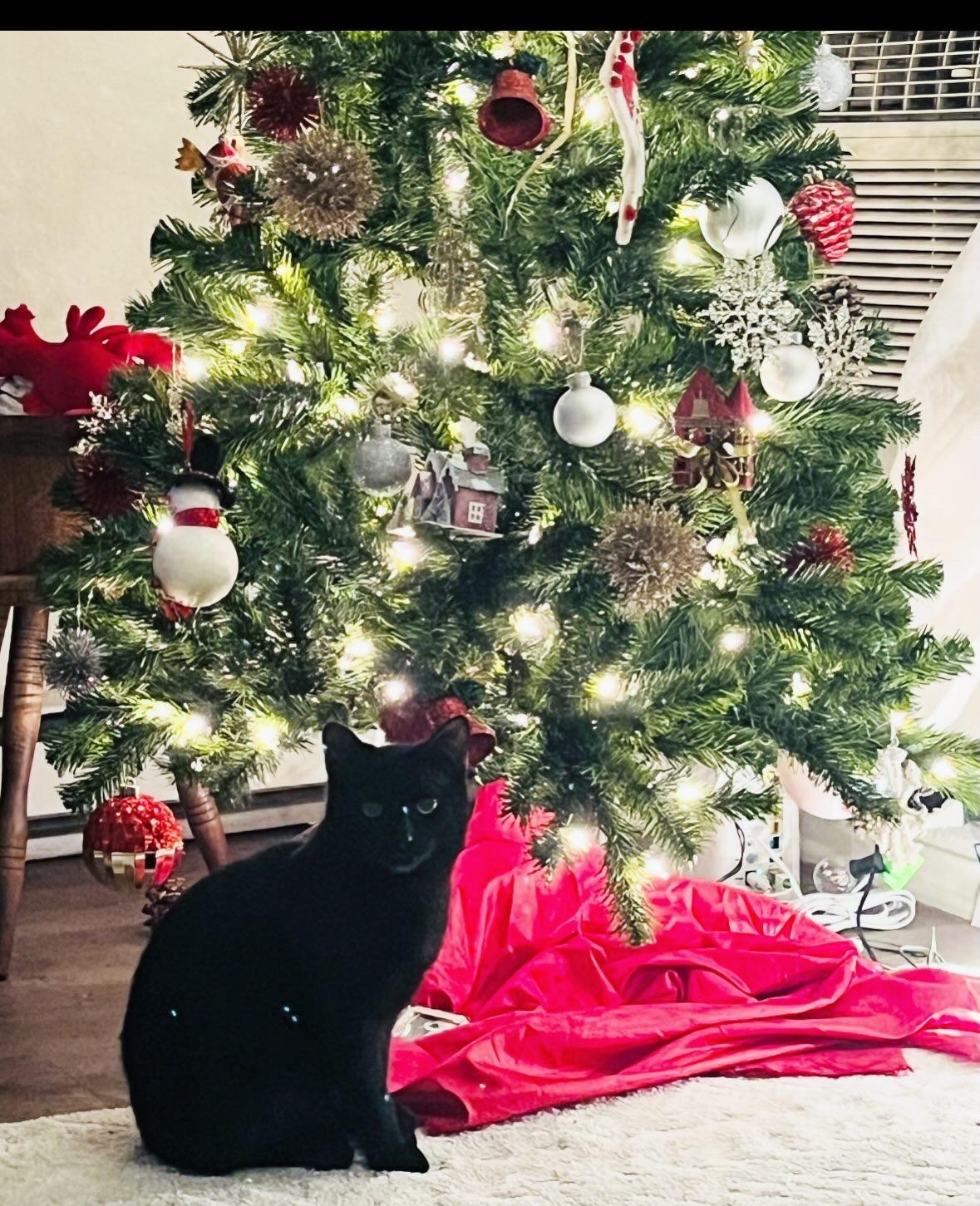 Mickey — thumbnail 3