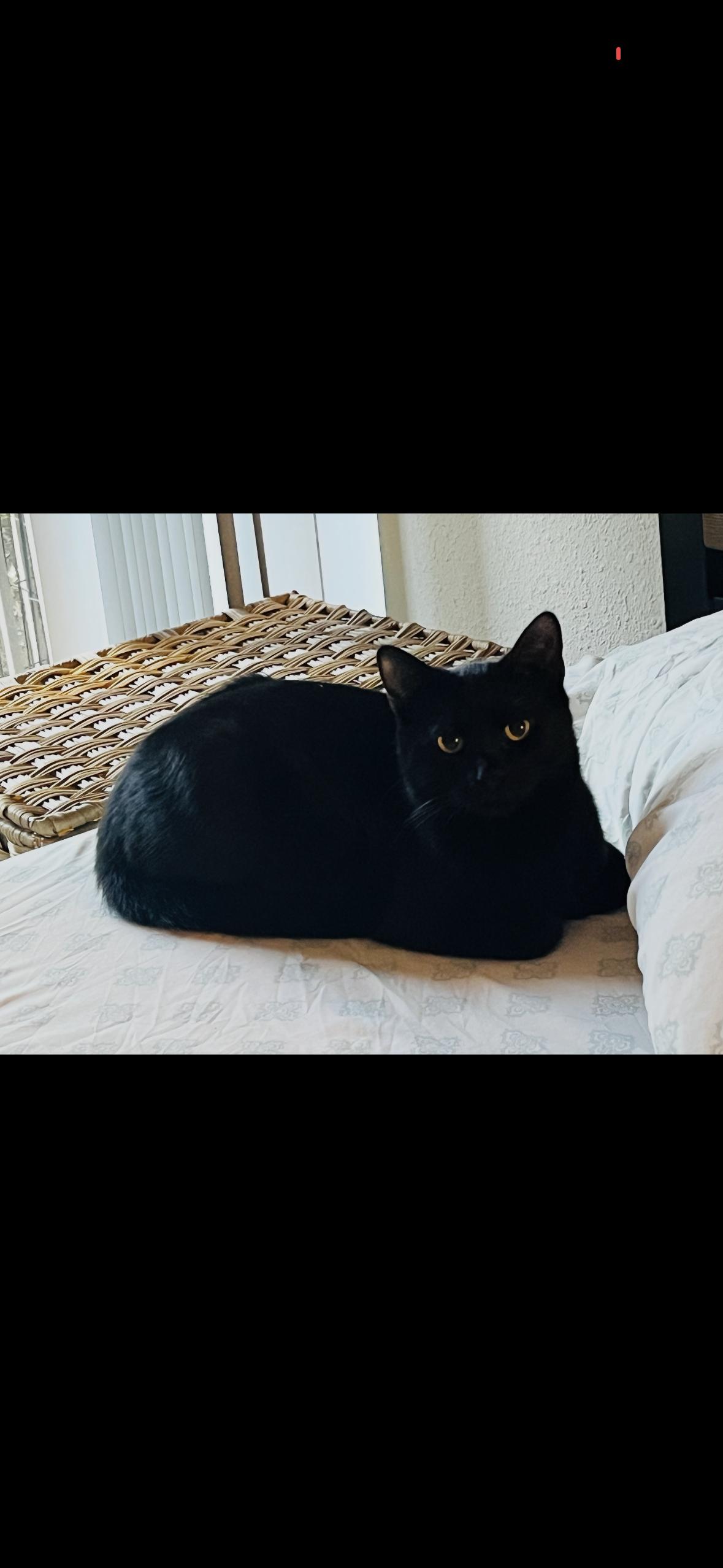 Mickey — thumbnail 4