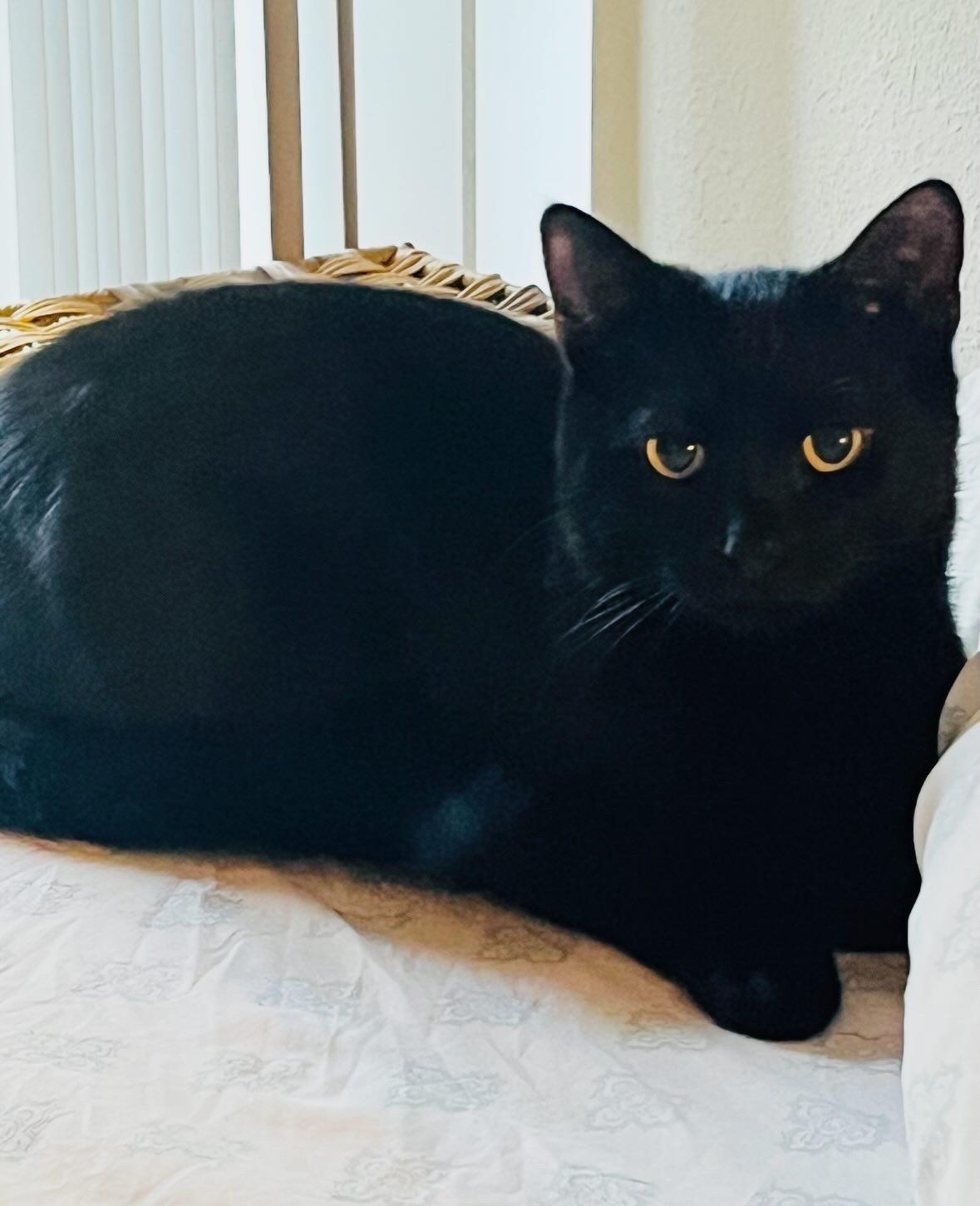 Mickey — thumbnail 5