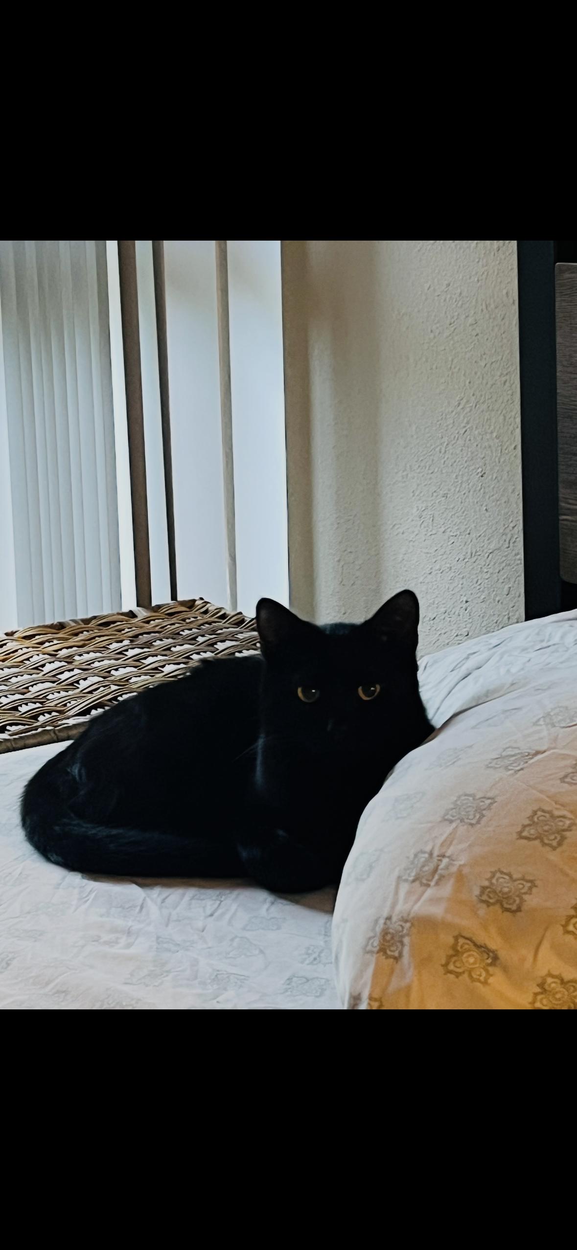 Mickey — thumbnail 6