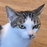 Sylvia — thumbnail 3