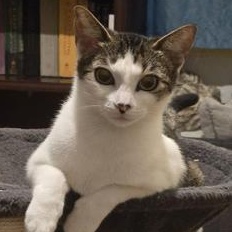 Sylvia — thumbnail 4