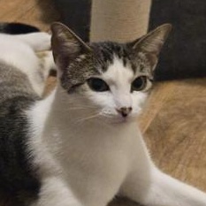 Sylvia — thumbnail 5