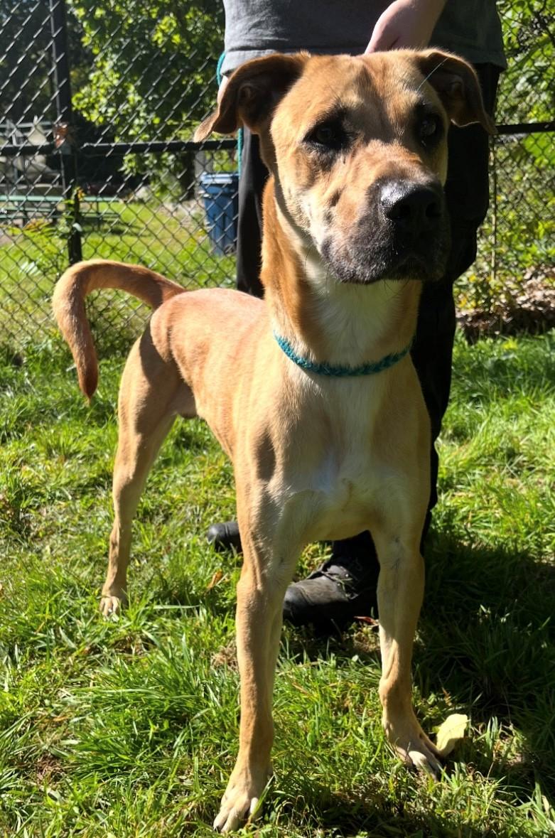 Godfrey, Adoptable, Adult Male Black Mouth Cur.