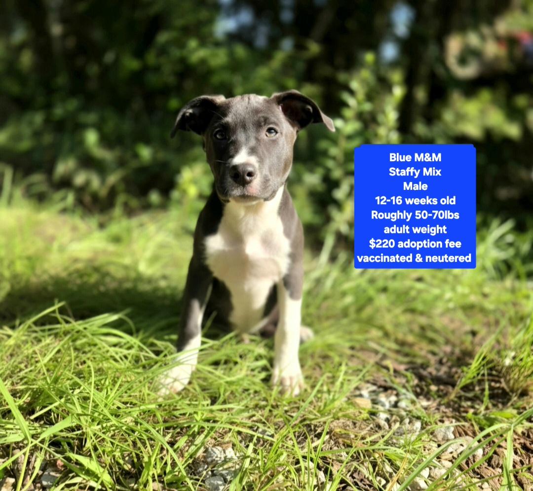 Blue M & M, ADOPTABLE, Puppy Male Staffordshire Bull Terrier.