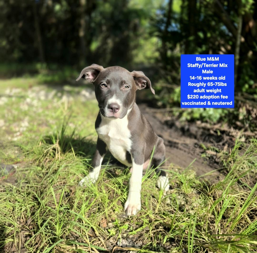 Blue M & M, Adoptable, Puppy Male Staffordshire Bull Terrier.