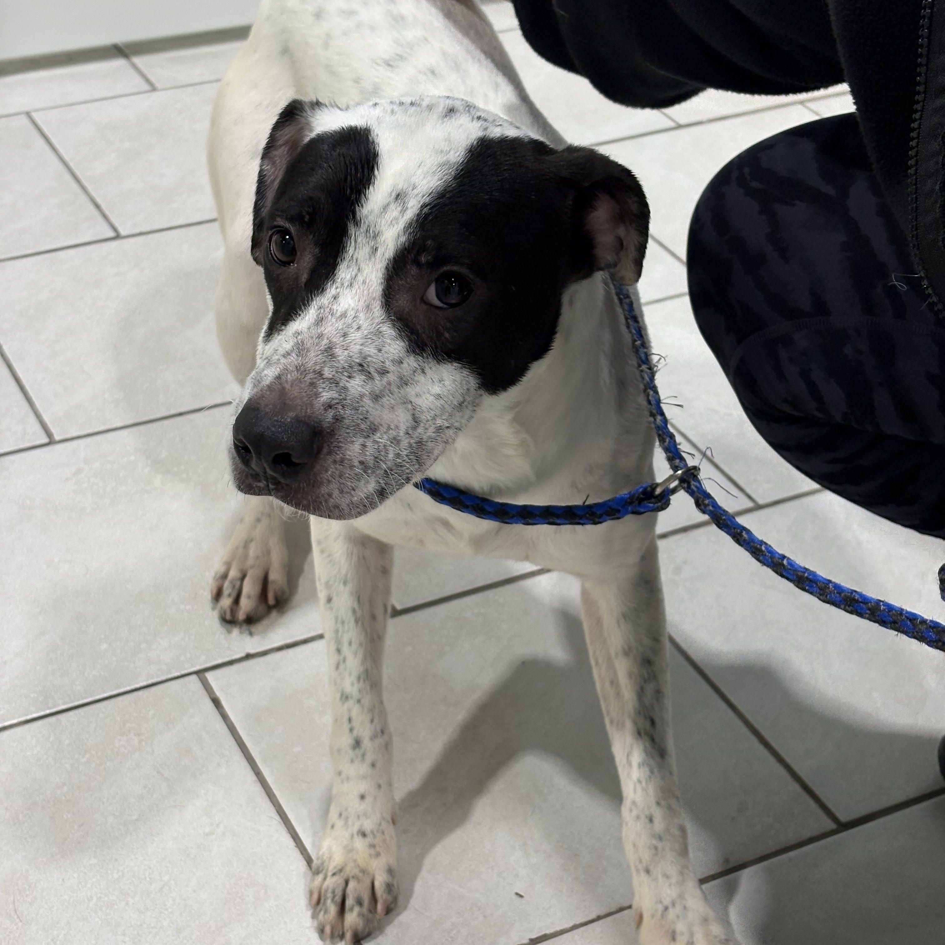 Enlarge Bingo, a ADOPTABLE mixed breed in Naperville, IL image 3/4