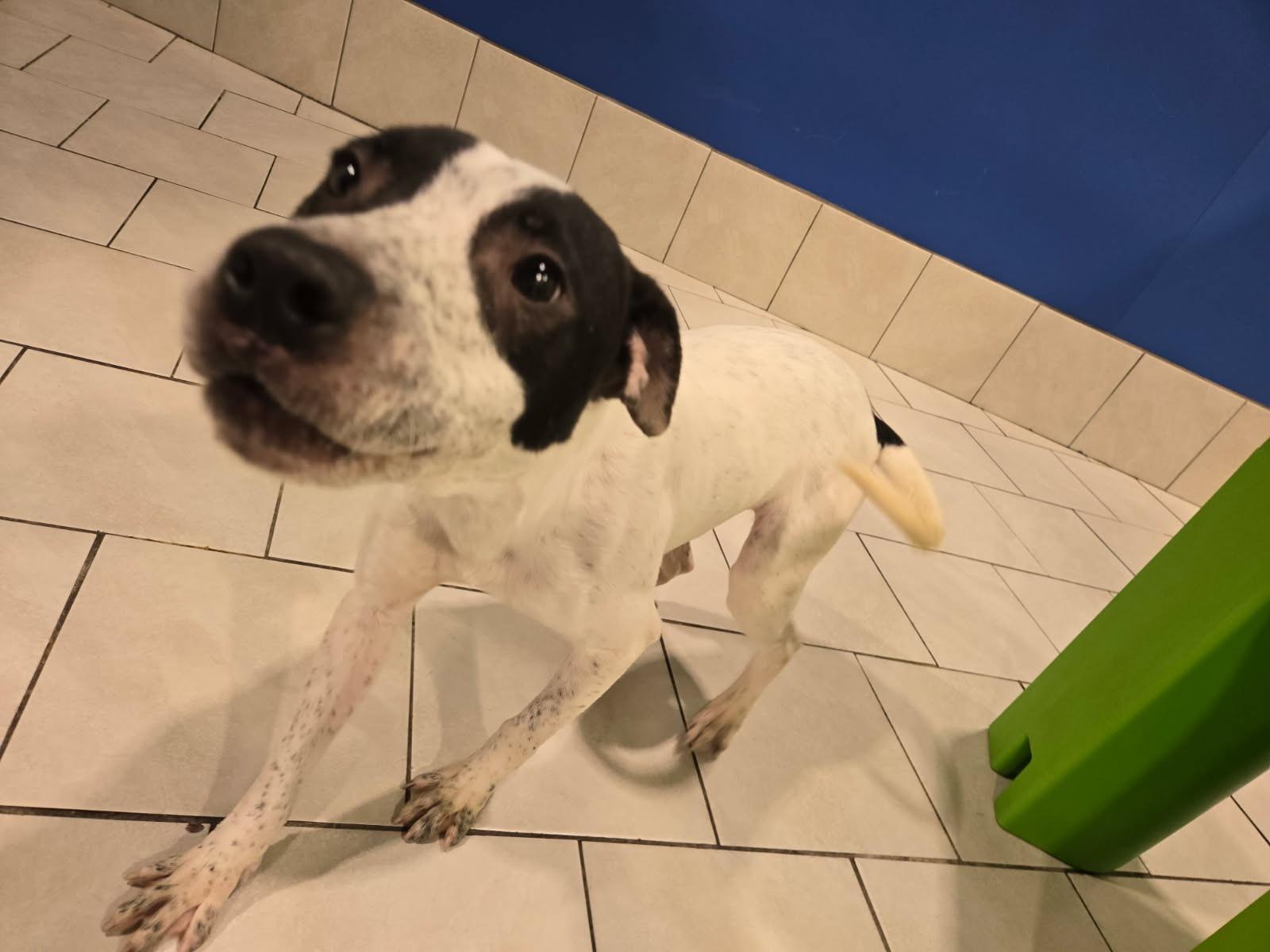 Enlarge Bingo, a ADOPTABLE mixed breed in Naperville, IL image 4/4