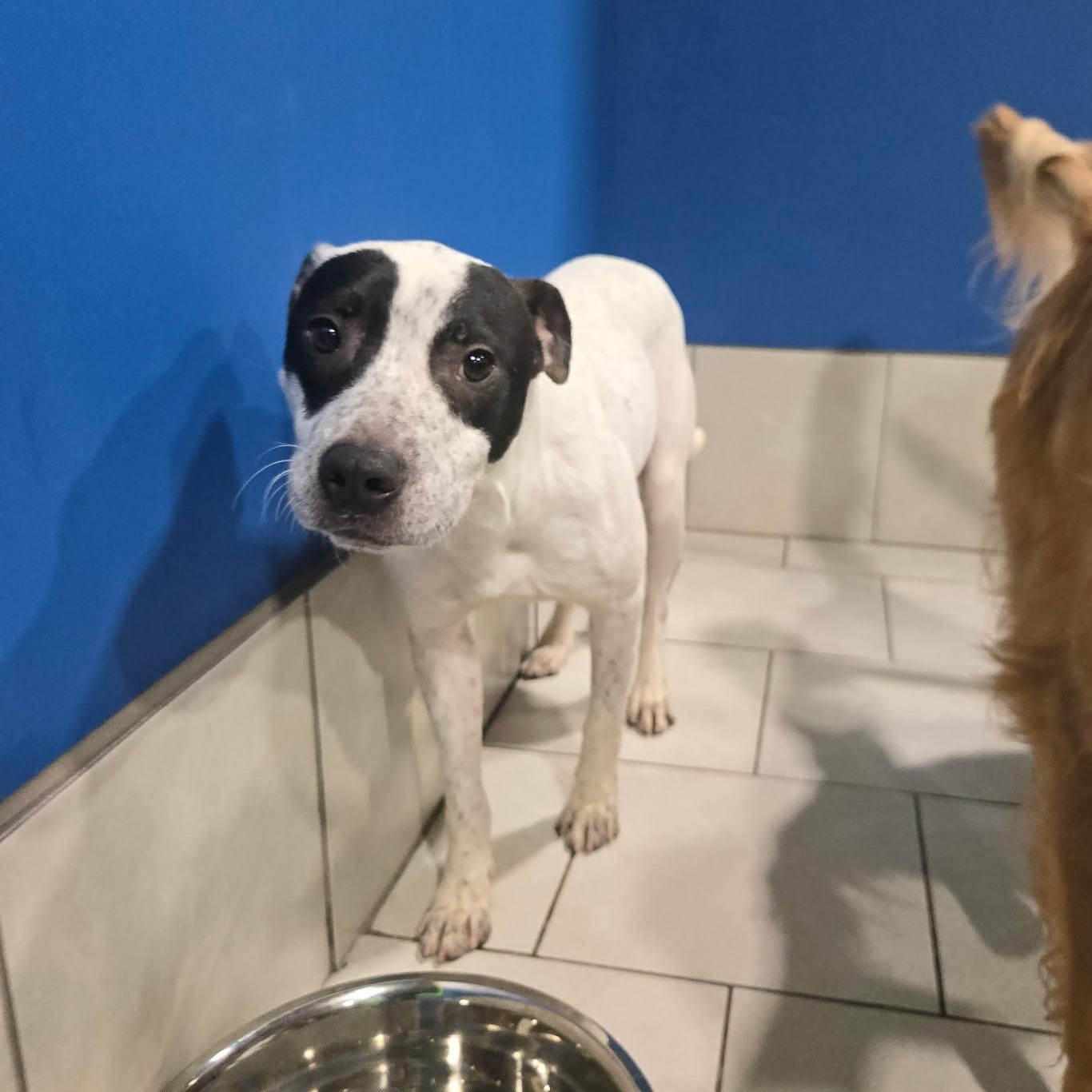 Enlarge Bingo, a ADOPTABLE mixed breed in Naperville, IL image 1/4