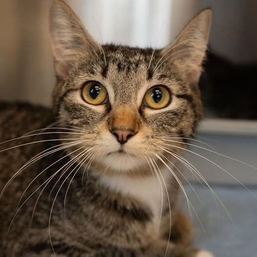 Enlarge Momo, a Adoptable Tabby in Little Falls, MN image 1/1