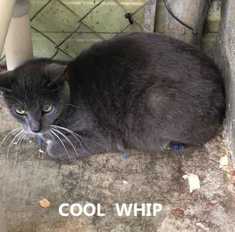 Enlarge Cool Whip, a ADOPTABLE Domestic Short Hair in Washington, GA image 1/1