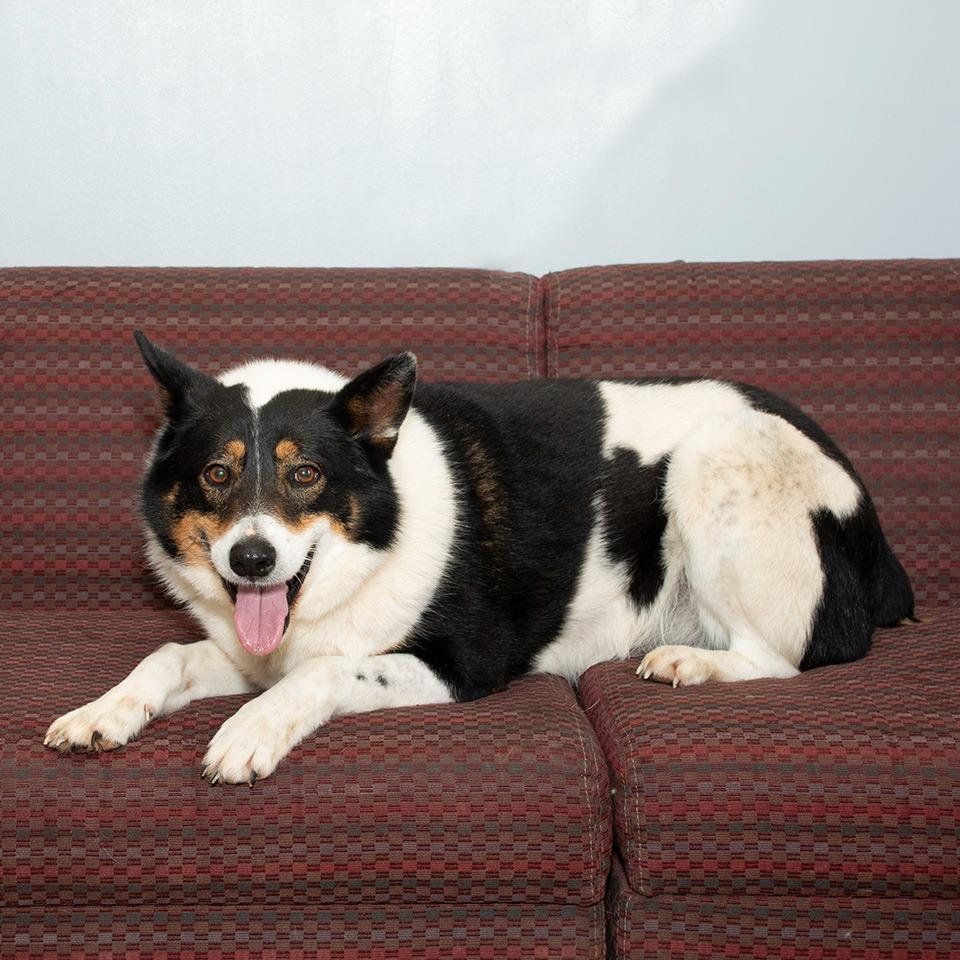 Holmes, Adoptable, Adult Male Cattle Dog.